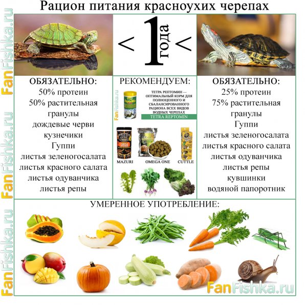 Рацион красноухой черепахи