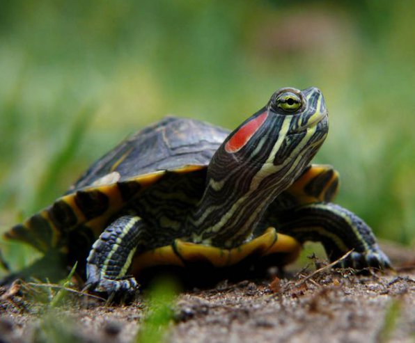 Красноухий ползунок