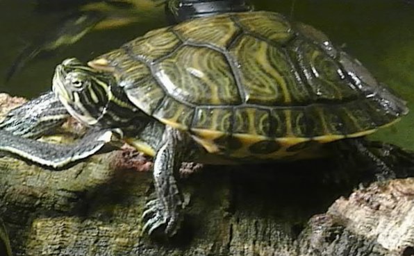 Красноухий ползунок