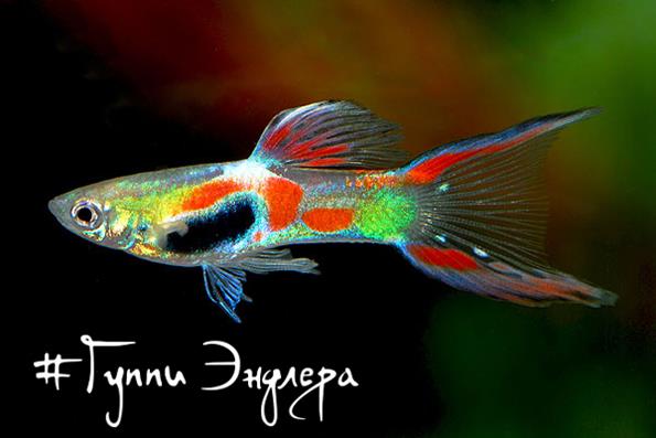 Гуппи Эндлера