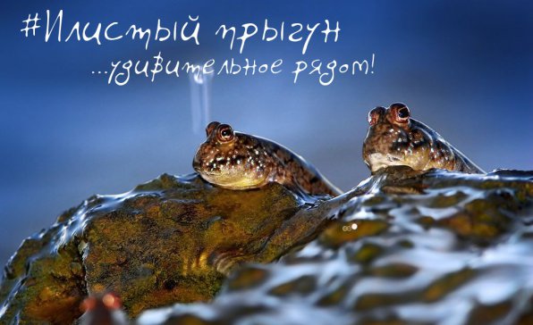 Илистые прыгун