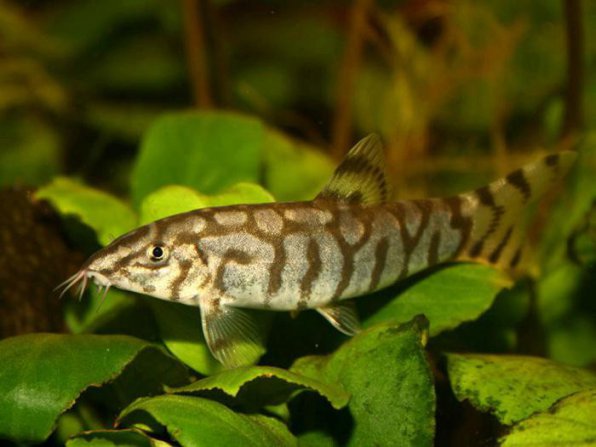 Мраморная боция фото