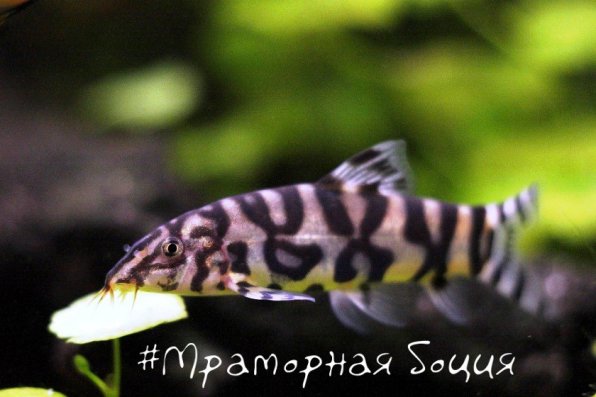 Мраморная боция