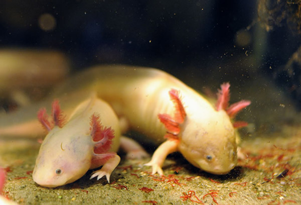 Аксолотль и амбистома: различия и как превращается во взрослую особь