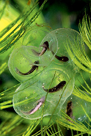 Аксолотль и амбистома: различия и как превращается во взрослую особь