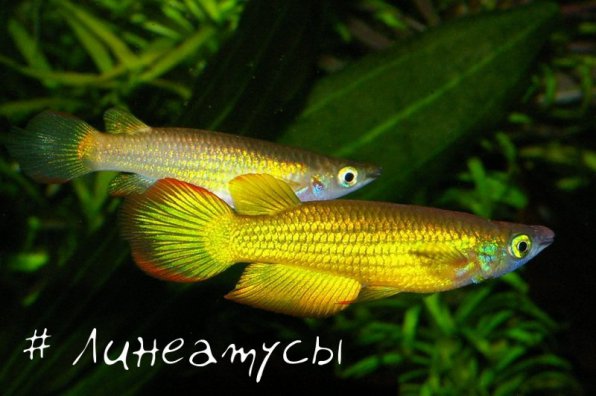 Линеатусы фото