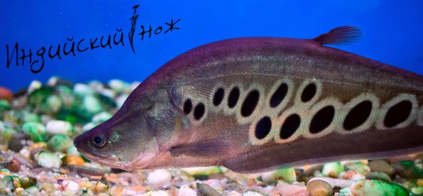 Индийский нож фото