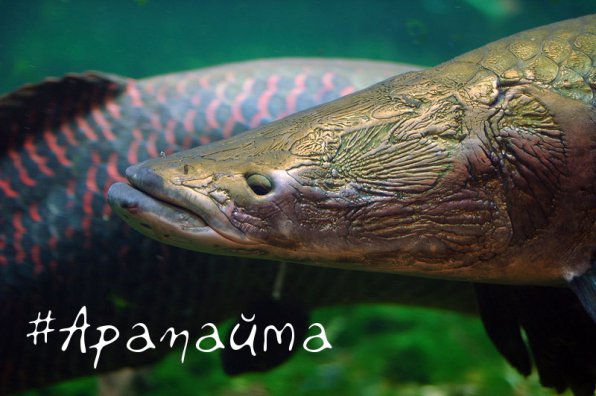 Арапайма гигантская