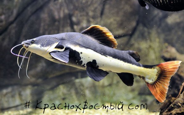 Краснохвостый сом