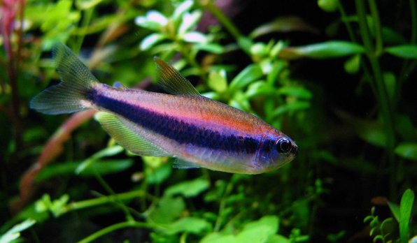 Фиолетовый неон керри фото