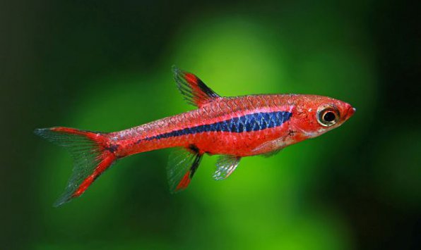 Расбора бригитта фото