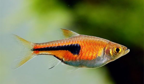 Расбора эспей фото