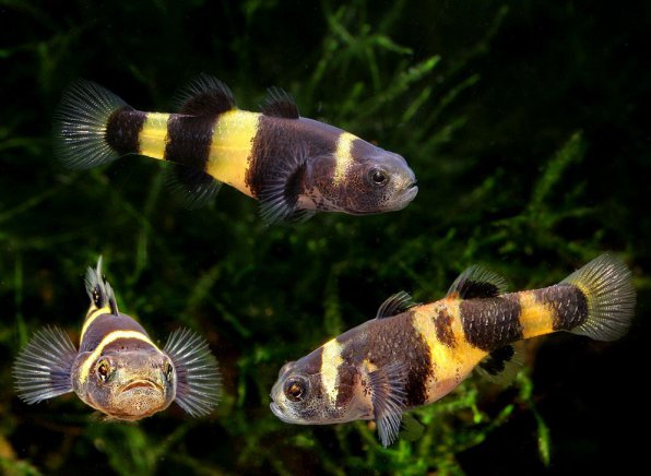 Бычок пчелка брахигобиус