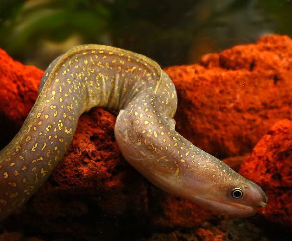 Пресноводная мурена фото