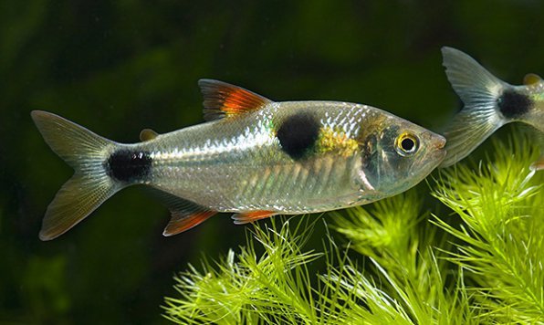 Экзодон парадоксус фото