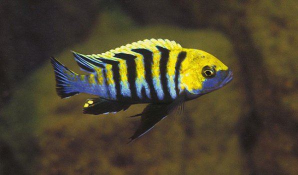 Цинотиляпия афра Кобуе фото