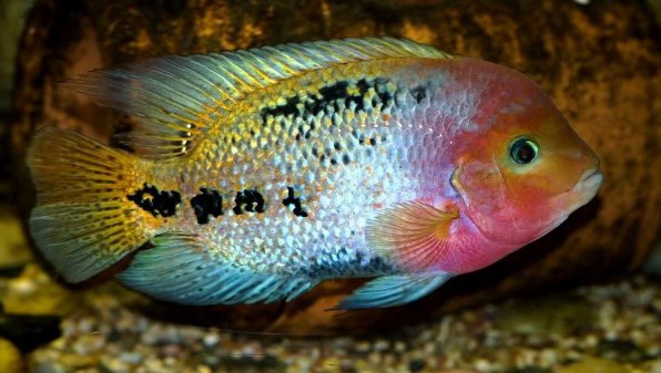 Цихлазома радужная фото