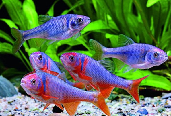 Ципринелла или Нотропис красный бриллиант фото