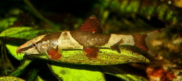 Хомалоптера фото