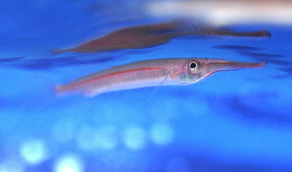 Хемирамфодон