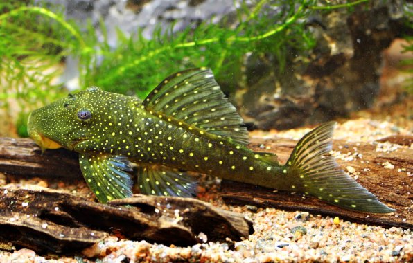 Хемианциструс L фантом призрак фото