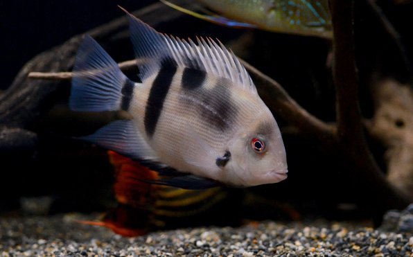 Уару Фернандеса фото