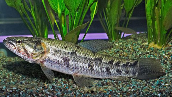 Рыба-волк траира хоплиас малабарский