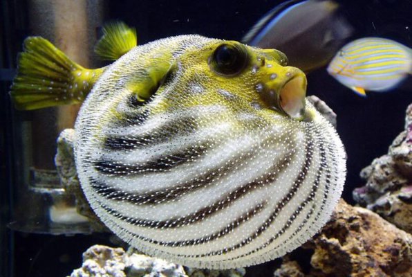 Тетраодон фахака нильский фото