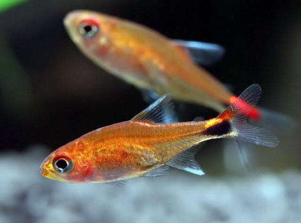 Тетра рубиновая фото