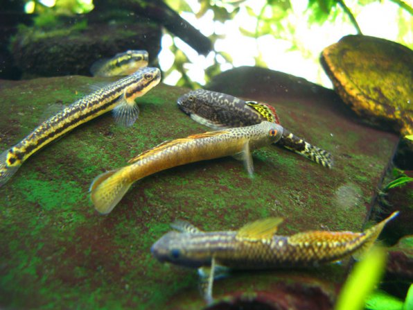 Бычки стифодоны фото