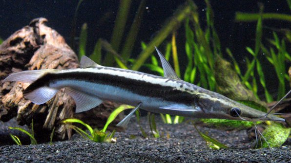 Сорубим сом фото