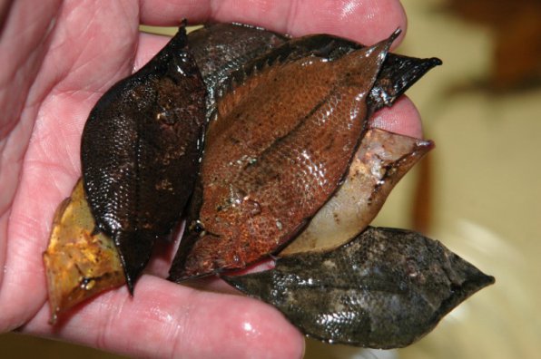 Рыба лист фото