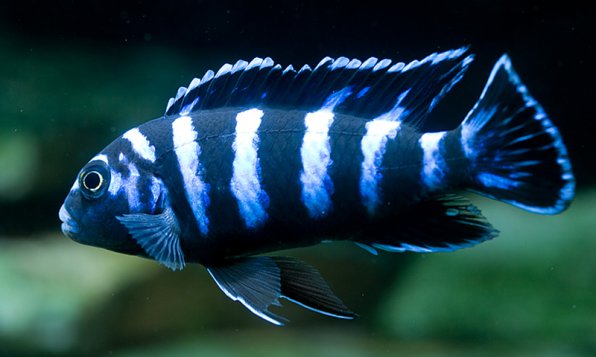 Псевдотрофеус Демасони фото