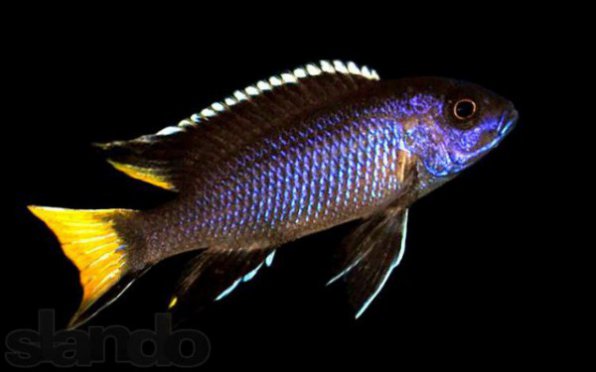 Псевдотрофеус ацей Итунги фото