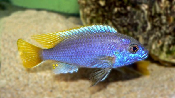 Псевдотрофеус ацей Лювала риф аки голубой фото