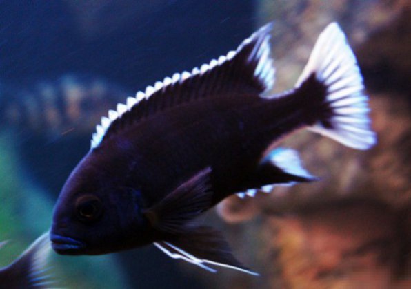 Псевдотрофеус ацей Нгара фото