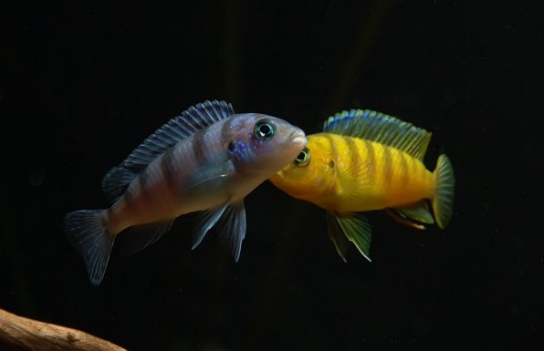 Псевдотрофеус Ломбардо фото