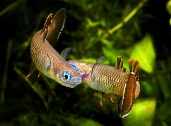 Псевдомугил сигнифер фото