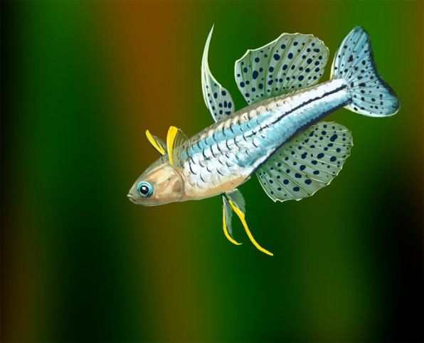 Псевдомугил гертруды пятнистая синеглазка фото