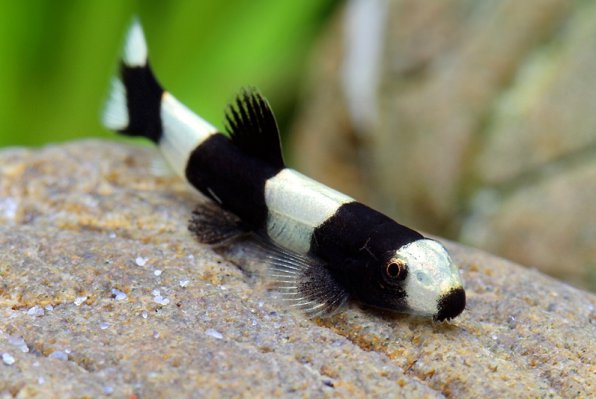 Боция панда или протомизон зебра фото