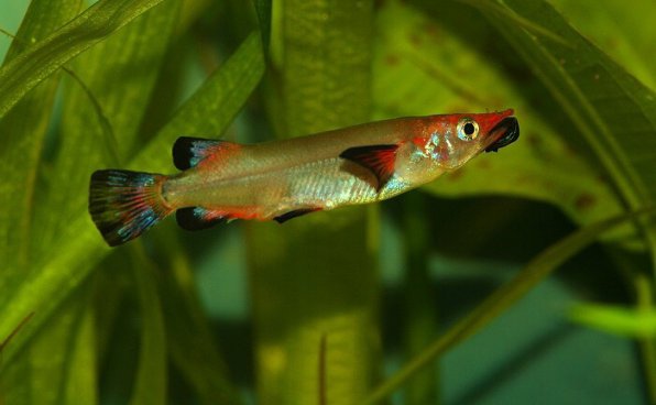 Полурыл красно-черный фото