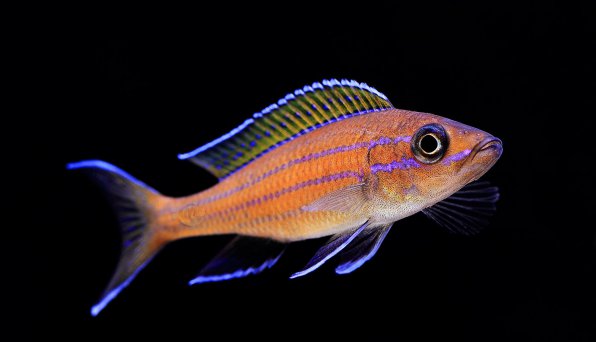Парациприхромис нигрипиннис блю неон фото