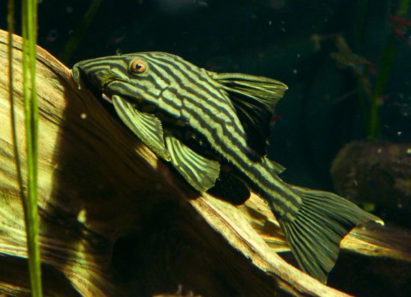 Панак королевский или чернолинейный фото