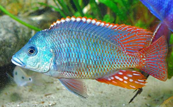 Отофаринкс тетрастигма фото