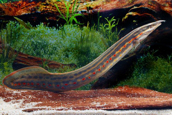 Мастацембел краснополосый фото