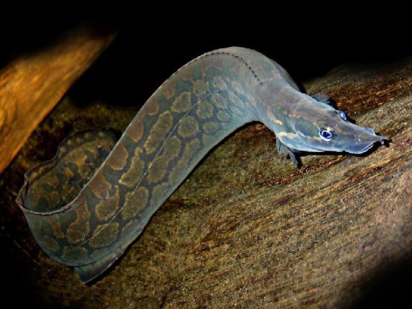 Мастацембел мастацембелус арматус или панцирный фото