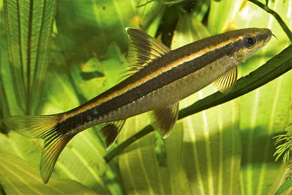 Лисичка или ложный сиамский водорослеед ложный фото