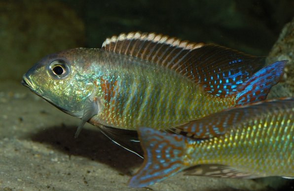 Летринопс фото