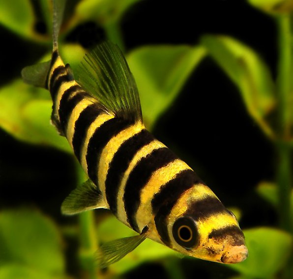 Лепоринус полосатый фото