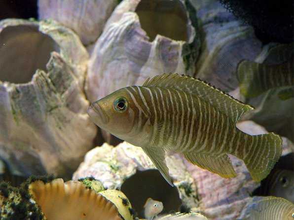 Лампрологус симилис фото